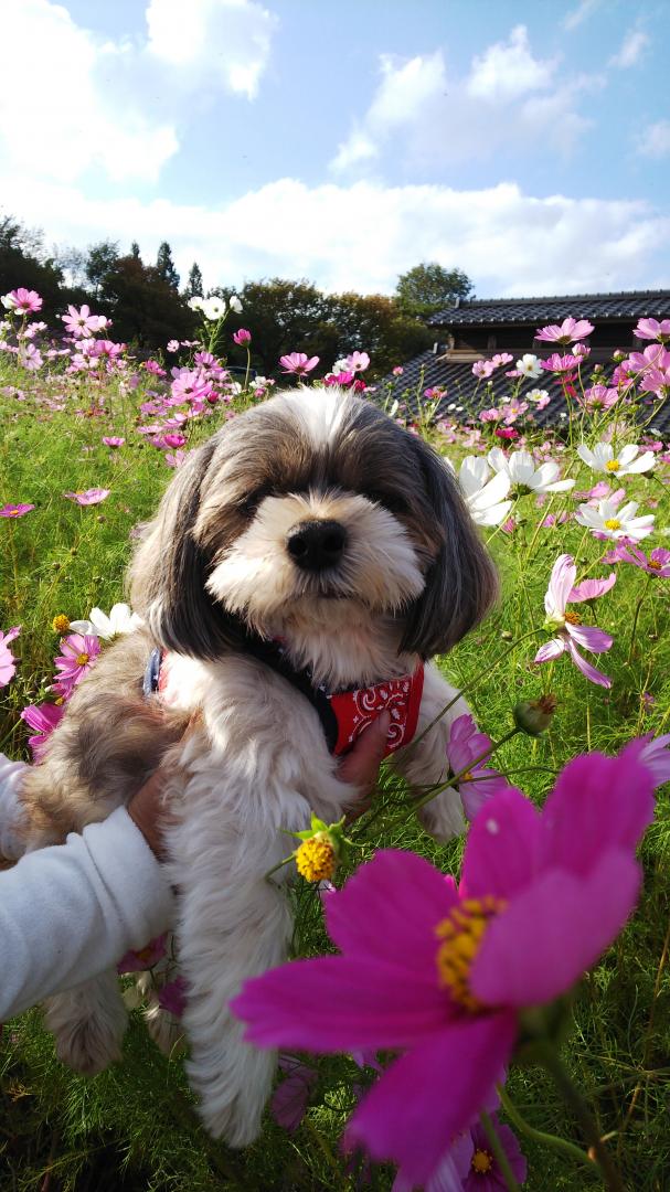 秋桜