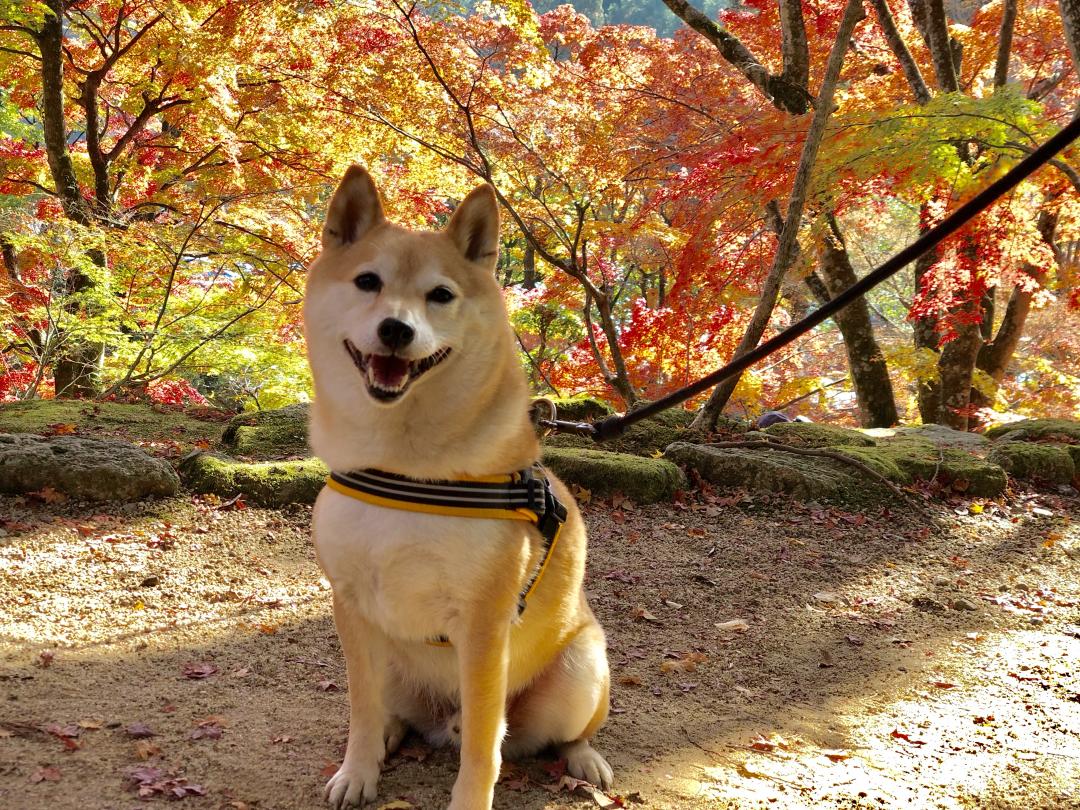 聡次朗と秋