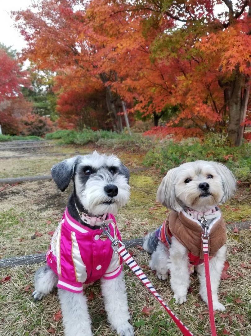 富士吉田道の駅の紅葉