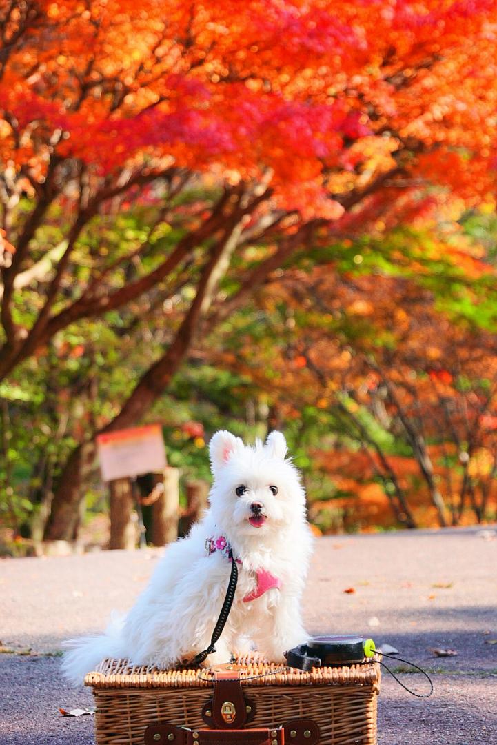 紅葉狩り