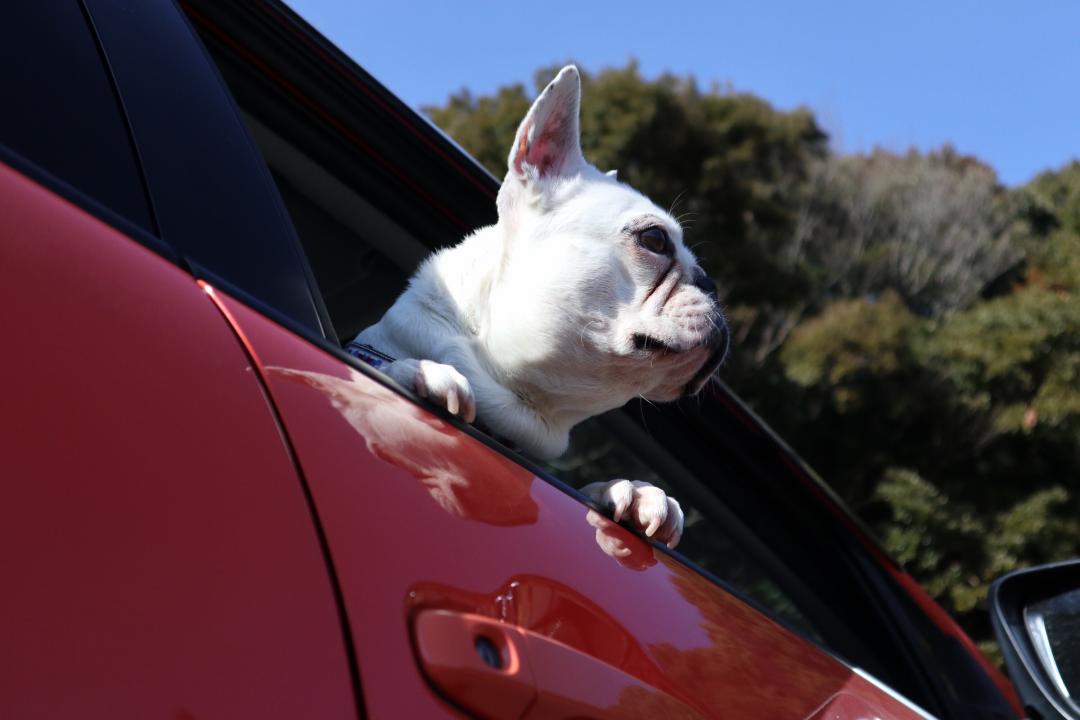 車に乗ってどこまでも。