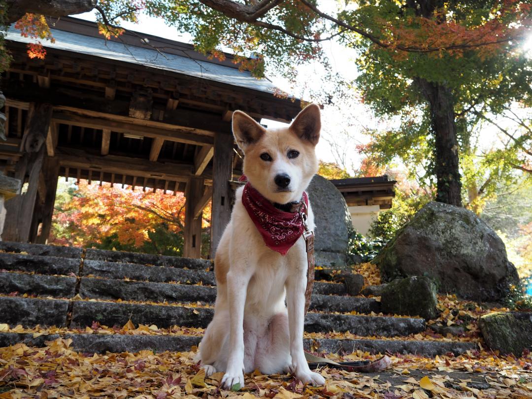 お寺の秋って、素敵~~♪