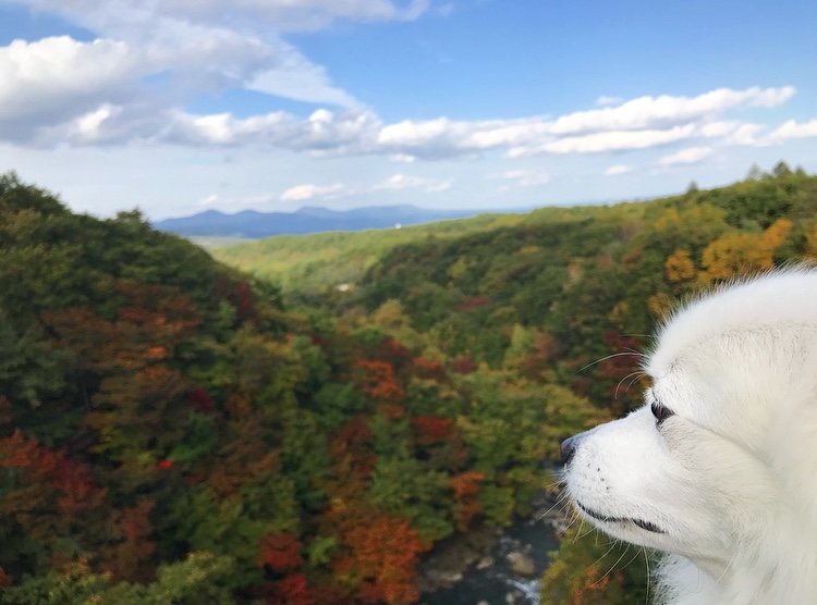 白犬と紅葉たち