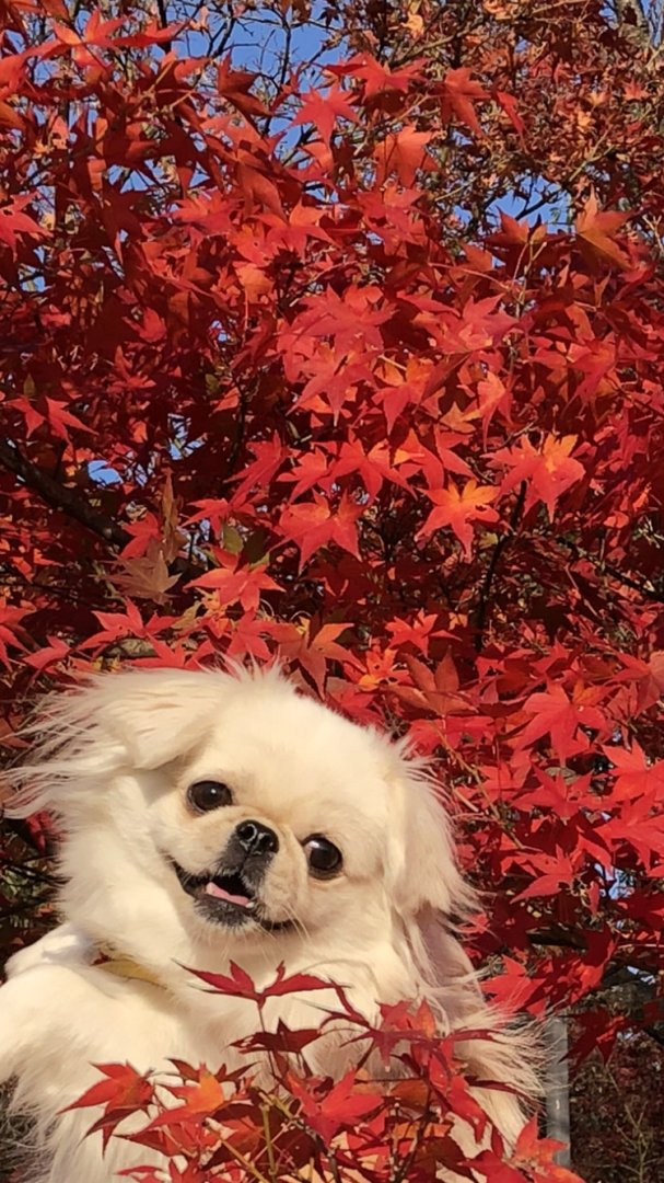 紅葉に埋もれて