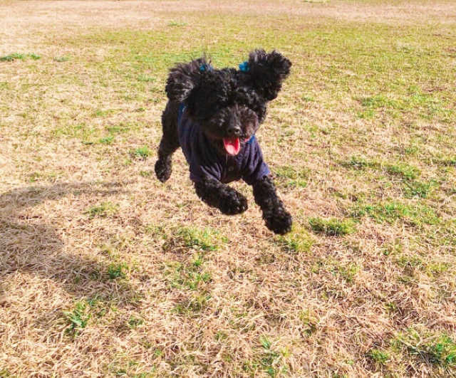 走るの楽しいな♪