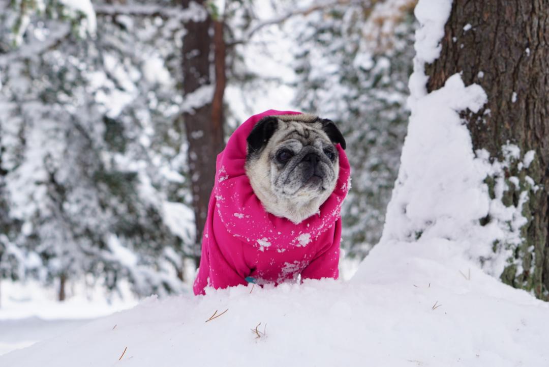 雪の森