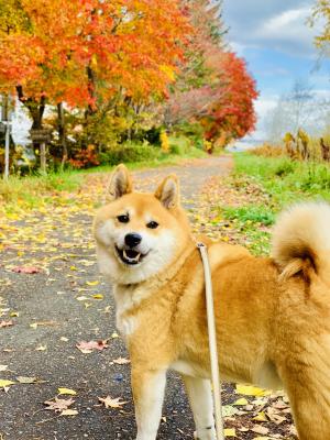 紅葉を見にいこうよう！