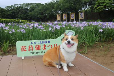 花菖蒲の郷公園