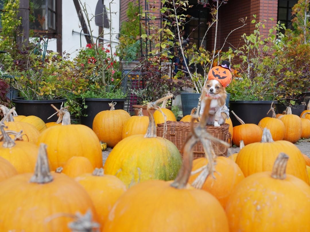 ハロウィン