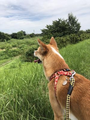 多摩川へ行こう。