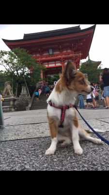 そうだ！京都に行こうワン