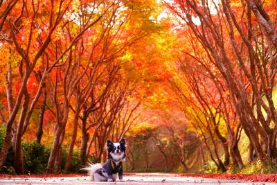 紅葉のトンネル♪