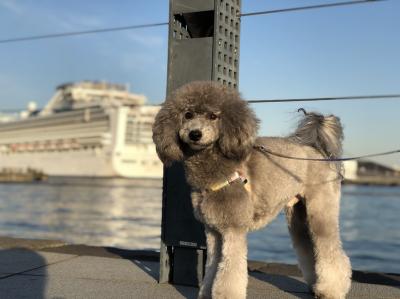 夕日を浴びて