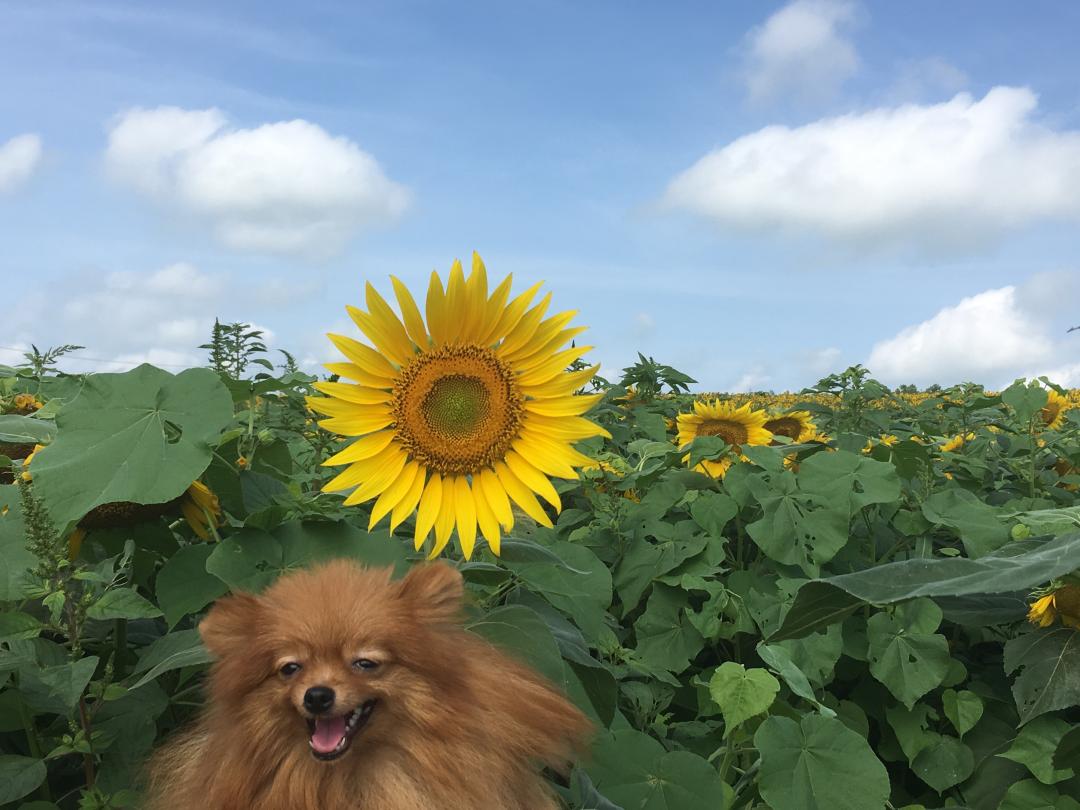 真夏の太陽