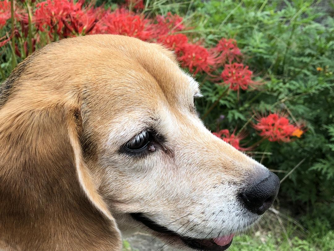 彼岸花より私が綺麗かな