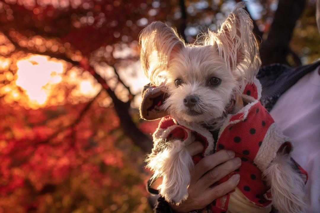 紅葉狩り