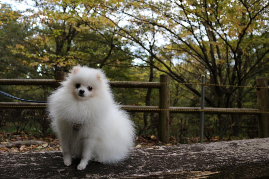 公園とぼく