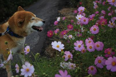 お花みてると笑っちゃうな