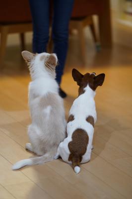 小さい兄ちゃんと大きい妹