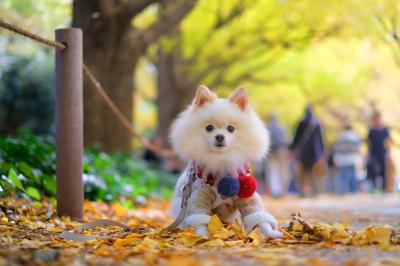 ふかふか落ち葉のカーペット
