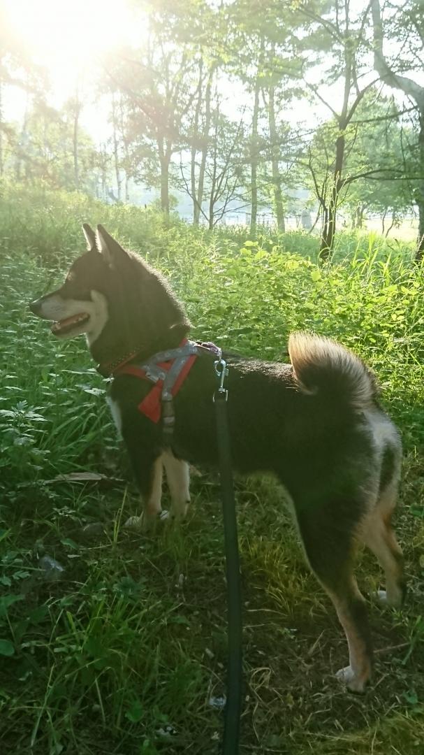 高原の朝は涼しい～