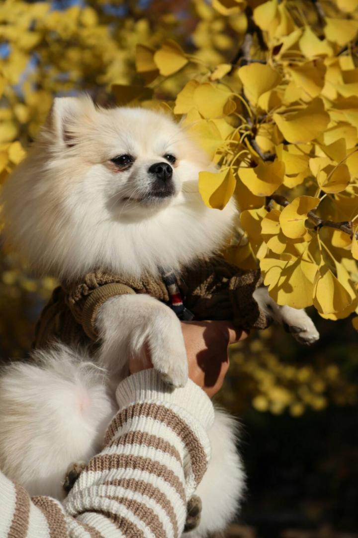 愛犬とイチョウ