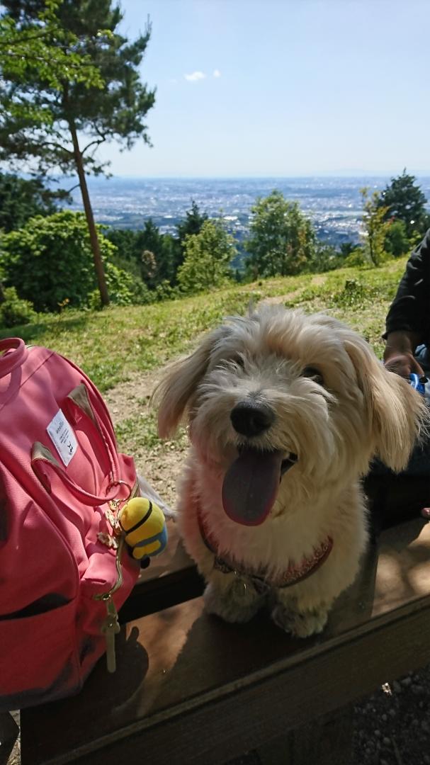 山のてっぺん来たぞ！