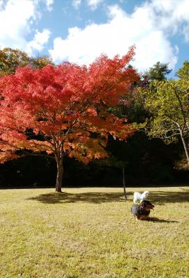 紅葉狩り