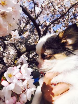 初めての桜 