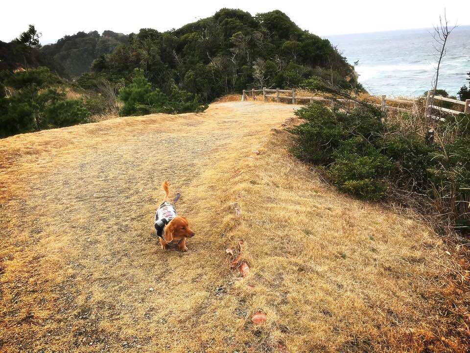 田舎の犬だからこそ撮れる一枚