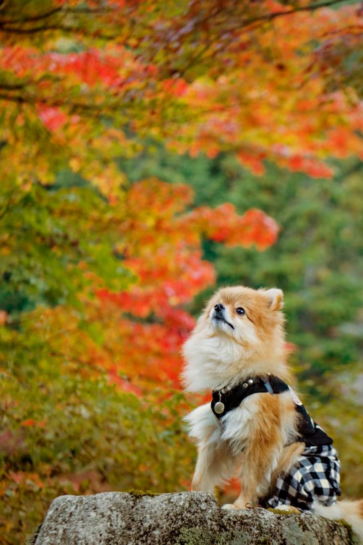 紅葉狩り