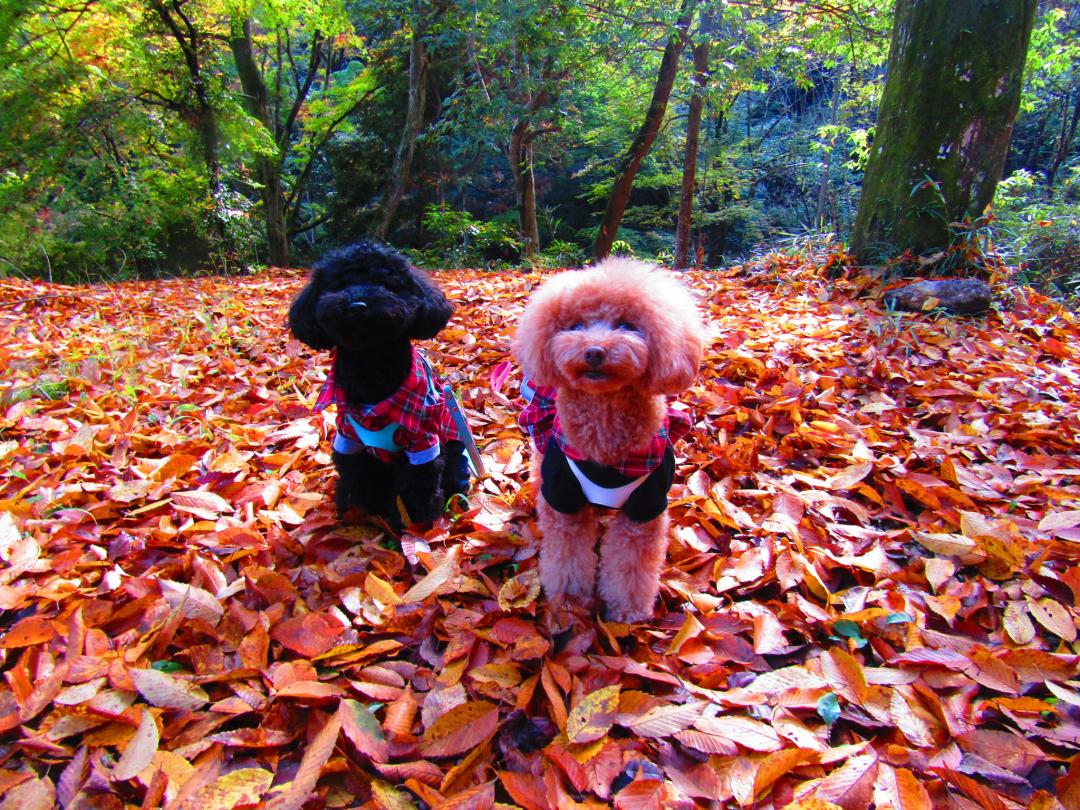 真っ赤な紅葉カーペットはふわふわだワン