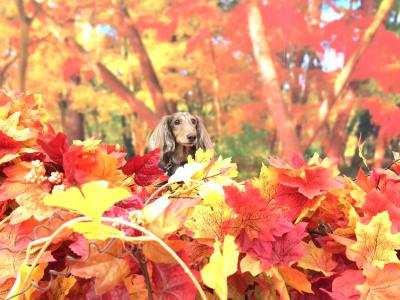 紅葉綺麗だなぁ～