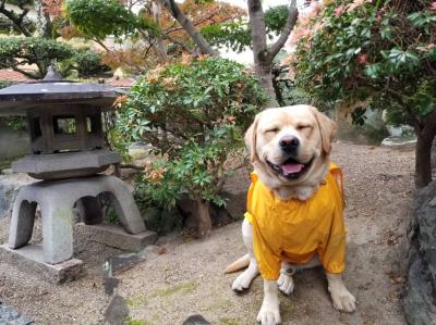 レインコートでお散歩帰り　今日も楽しかったワン！！(￣▽￣)