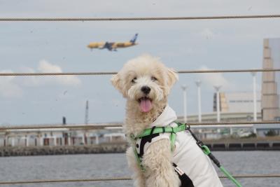 飛行機と一緒だワン