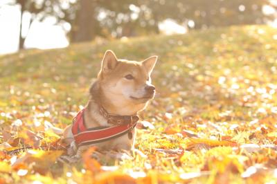 紅葉の公園で