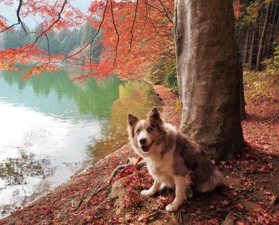 紅葉真っ盛り