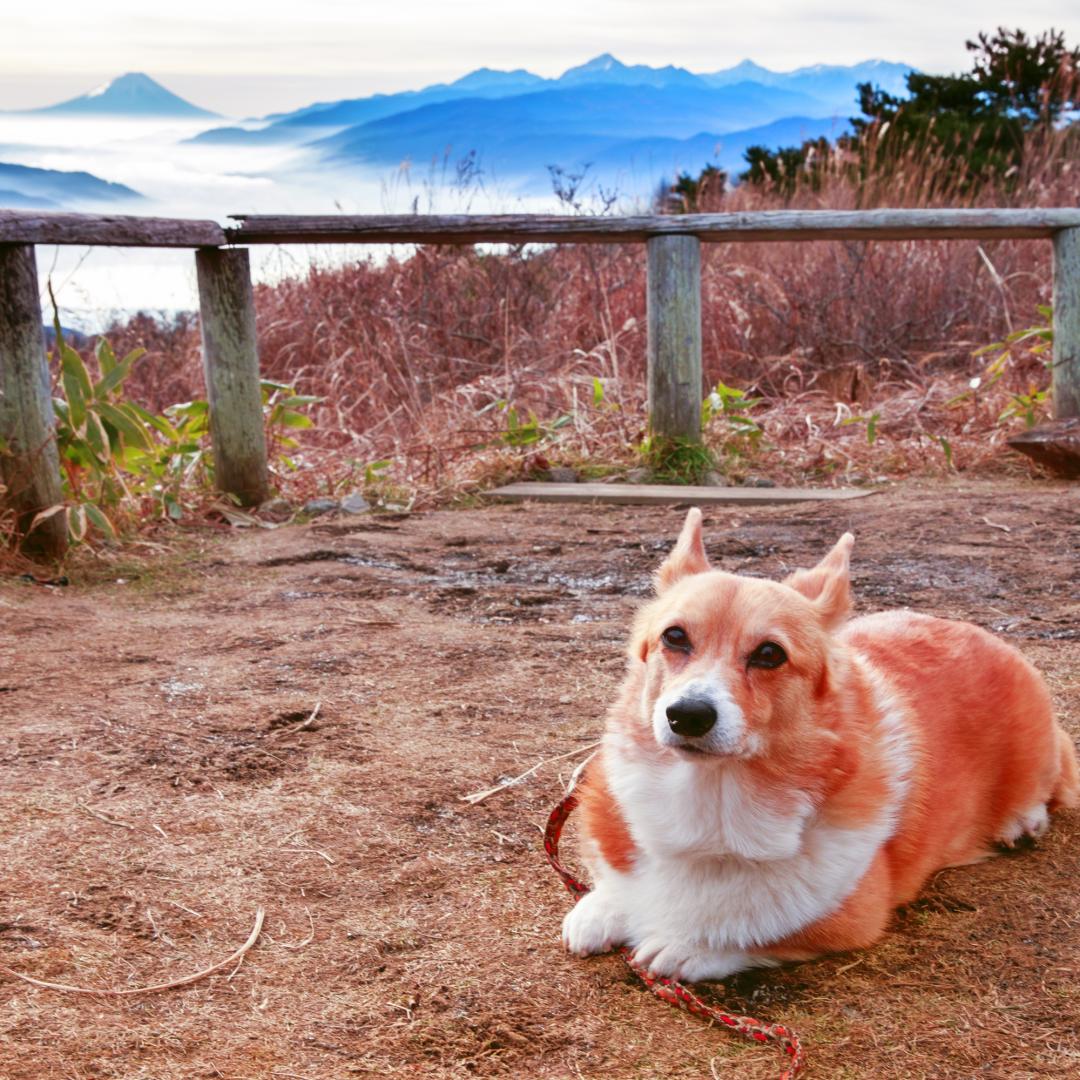 富士山ってキレイだね！