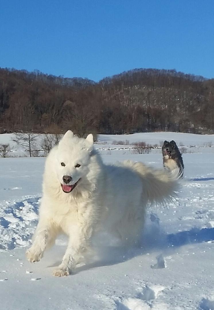 雪上運動会