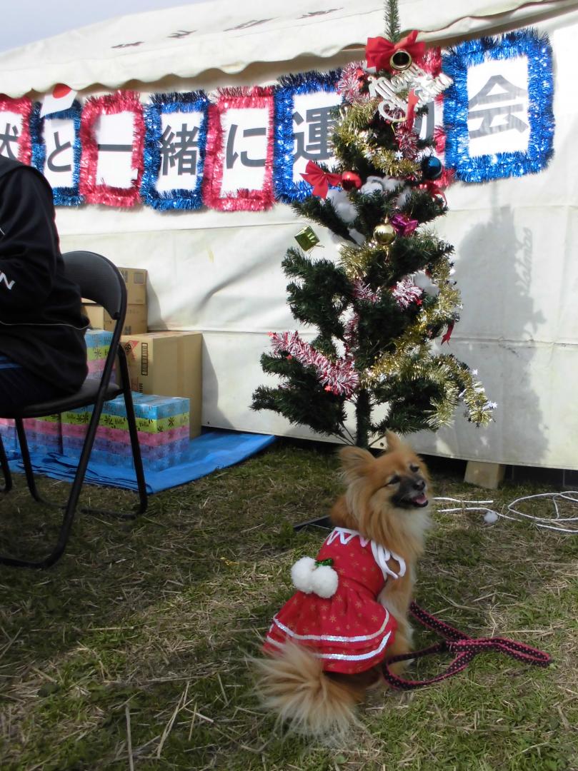 愛犬と一緒に運動会