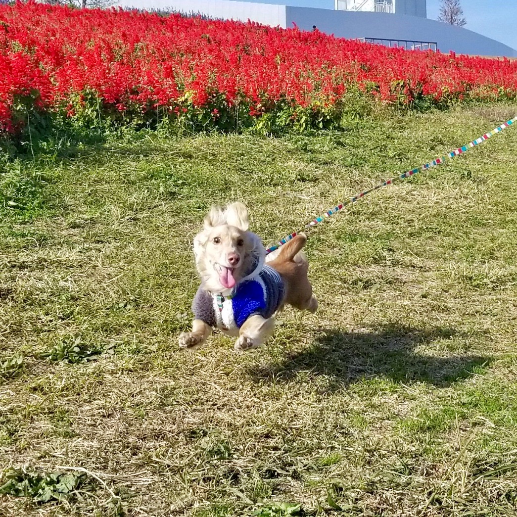 花畑で飛ば回る愛犬