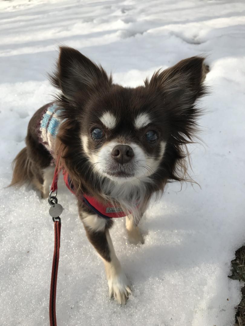 雪の上でもへっちゃらよ