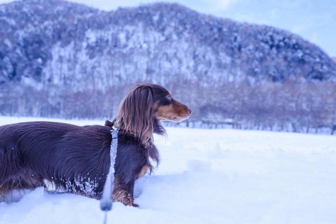 雪遊び