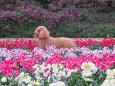 お花の中で