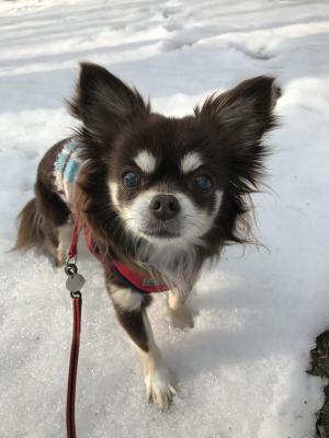 雪の上でもへっちゃらよ