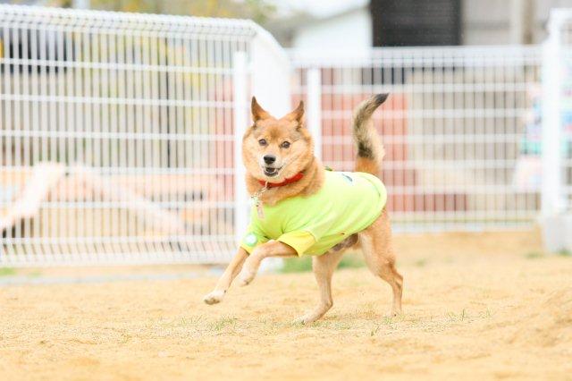 初めての飛行犬撮影会