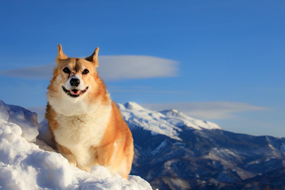 気分は山岳犬！