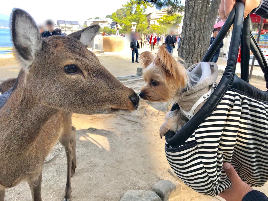 宮島⛩で鹿さんにご挨拶