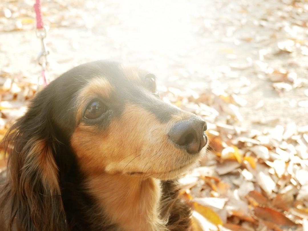 冬の公園と愛犬