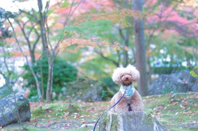 南禅寺と切り株とわさび